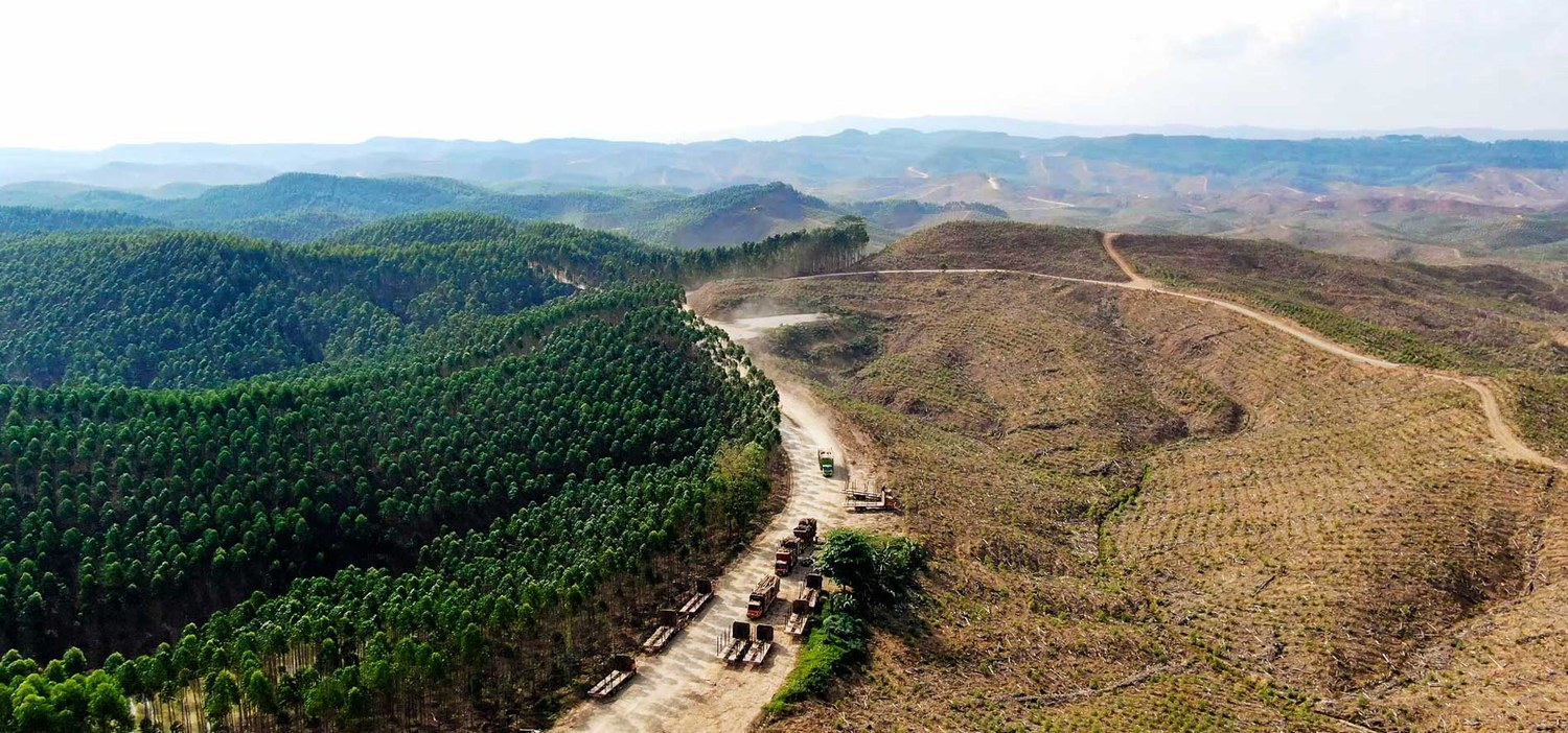 Jumlah Kerusakan Hutan Akibat Tambang di Indonesia