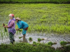 Perempuan dan Pertanian di Indonesia Perempuan dan Pertanian di Indonesia (Jagad Tani)
