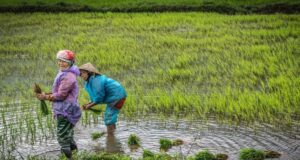 Perempuan dan Pertanian di Indonesia Perempuan dan Pertanian di Indonesia (Jagad Tani)