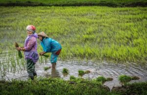 Perempuan dan Pertanian di Indonesia Perempuan dan Pertanian di Indonesia (Jagad Tani)
