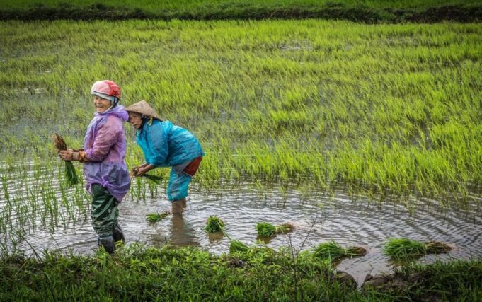 Perempuan dan Pertanian di Indonesia Perempuan dan Pertanian di Indonesia (Jagad Tani)