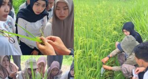 Pemuliaan Tanaman Lokal, Langkah Nyata Menuju Pertanian Berkelanjutan Mahasiswa Politeknik Negeri Banyuwangi (Poliwangi) belajar pemuliaan tanaman lokal. (Sumber: Istimewa)
