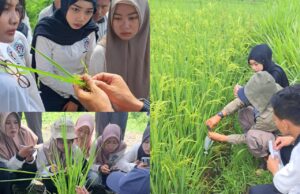 Pemuliaan Tanaman Lokal, Langkah Nyata Menuju Pertanian Berkelanjutan Mahasiswa Politeknik Negeri Banyuwangi (Poliwangi) belajar pemuliaan tanaman lokal. (Sumber: Istimewa)