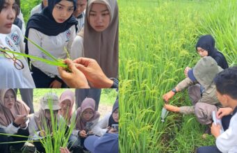 Pemuliaan Tanaman Lokal, Langkah Nyata Menuju Pertanian Berkelanjutan Mahasiswa Politeknik Negeri Banyuwangi (Poliwangi) belajar pemuliaan tanaman lokal. (Sumber: Istimewa)