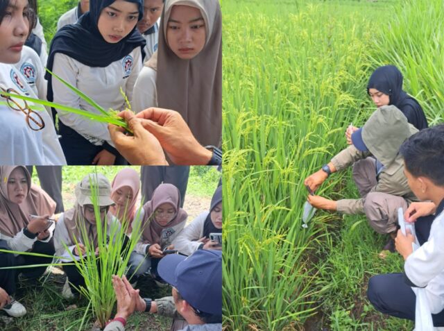 Mahasiswa Politeknik Negeri Banyuwangi (Poliwangi) belajar pemuliaan tanaman lokal. (Sumber: Istimewa)