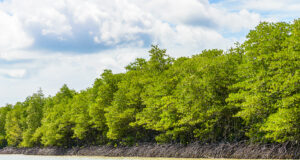 Lima Provinsi dengan Hutan Mangrove Terluas di Indonesia, Ada Daerahmu? Hutan Mangrove di Indonesia. (Sumber: Freepik)