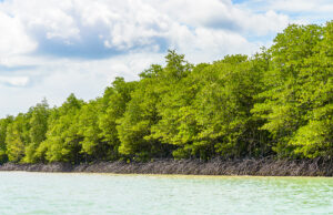 Lima Provinsi dengan Hutan Mangrove Terluas di Indonesia, Ada Daerahmu? Hutan Mangrove di Indonesia. (Sumber: Freepik)