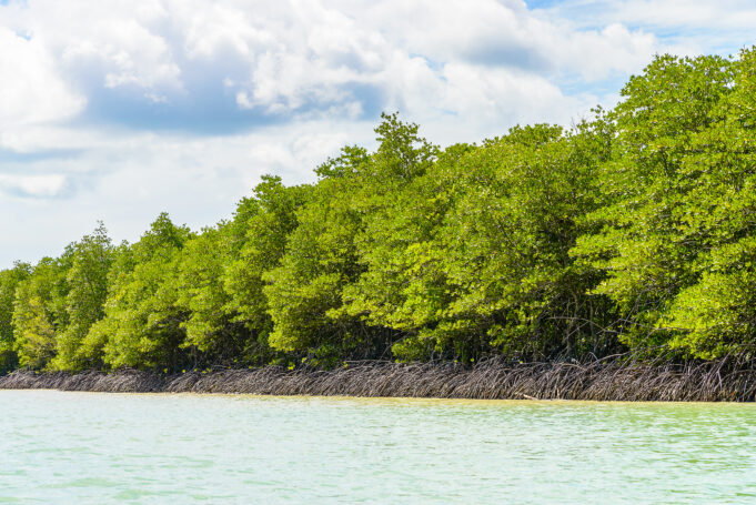 Lima Provinsi dengan Hutan Mangrove Terluas di Indonesia, Ada Daerahmu? Hutan Mangrove di Indonesia. (Sumber: Freepik)