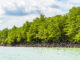 Lima Provinsi dengan Hutan Mangrove Terluas di Indonesia, Ada Daerahmu? Hutan Mangrove di Indonesia. (Sumber: Freepik)