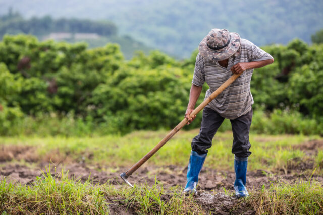 A male farmer who is using a shovel to dig the soil in his rice Ekonomi sirkular menjadi kunci menuju pertanian berkelanjutan. Kurangi pupuk kimia, manfaatkan sumber daya lokal, dan wujudkan pangan tangguh. (Sumber: Freepik)