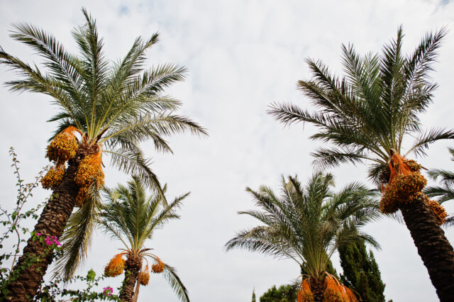 Palm trees with ripe dates at Bodrum, Turkey. Pertanian di Arab Saudi menunjukkan kemajuan luar biasa. (Sumber: Freepik)