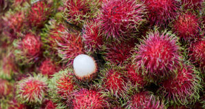 Musim Rambutan Sebentar Lagi, Begini Menurut Profesor IPB Musim rambutan akan segera tiba. (Sumber: Freepik)