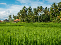 5 Provinsi dengan Produksi Padi Terbesar, Jawa Masih Jadi Lumbung Nasional Jawa Timur menjadi provinsi dengan produksi padi paling tinggi di Indonesia. (Sumber: Freepik)