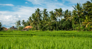 5 Provinsi dengan Produksi Padi Terbesar, Jawa Masih Jadi Lumbung Nasional Jawa Timur menjadi provinsi dengan produksi padi paling tinggi di Indonesia. (Sumber: Freepik)