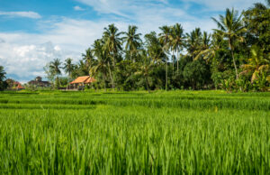 5 Provinsi dengan Produksi Padi Terbesar, Jawa Masih Jadi Lumbung Nasional Jawa Timur menjadi provinsi dengan produksi padi paling tinggi di Indonesia. (Sumber: Freepik)