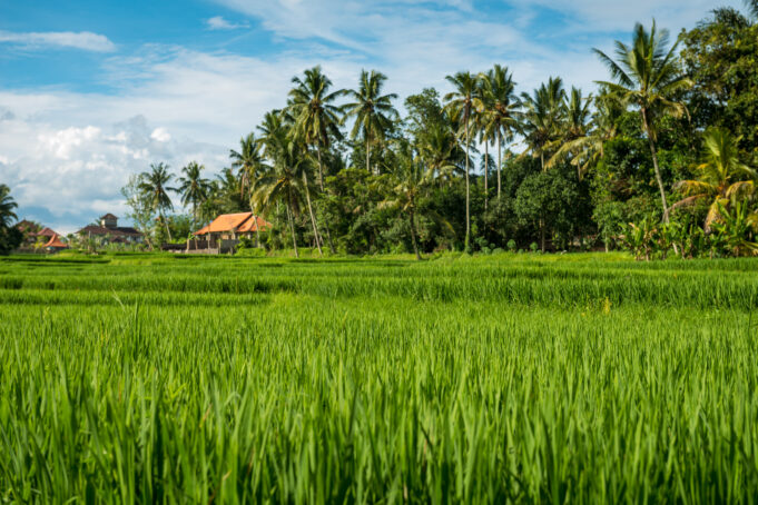 5 Provinsi dengan Produksi Padi Terbesar, Jawa Masih Jadi Lumbung Nasional Jawa Timur menjadi provinsi dengan produksi padi paling tinggi di Indonesia. (Sumber: Freepik)