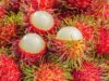 Bagaimana Water stress Meningkatkan Produksi Buah Rambutan Bagaimana Water stress Meningkatkan Produksi Buah Rambutan (Kompas.com)
