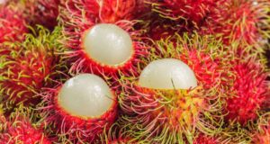 Bagaimana Water stress Meningkatkan Produksi Buah Rambutan Bagaimana Water stress Meningkatkan Produksi Buah Rambutan (Kompas.com)