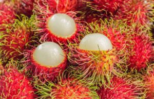 Bagaimana Water stress Meningkatkan Produksi Buah Rambutan Bagaimana Water stress Meningkatkan Produksi Buah Rambutan (Kompas.com)