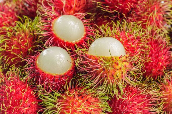 Bagaimana Water stress Meningkatkan Produksi Buah Rambutan Bagaimana Water stress Meningkatkan Produksi Buah Rambutan (Kompas.com)