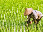 Bagaimana Dampak La Nina Terhadap Pertanian Indonesia 2026? Dampak La Nina Terhadap Pertanian Indonesia 2026 (kompas.com)