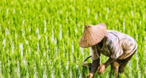 Bagaimana Dampak La Nina Terhadap Pertanian Indonesia 2026? Dampak La Nina Terhadap Pertanian Indonesia 2026 (kompas.com)