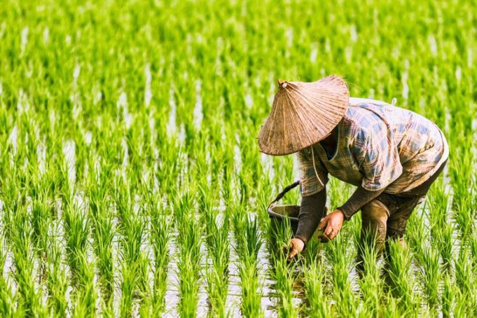 Bagaimana Dampak La Nina Terhadap Pertanian Indonesia 2026? Dampak La Nina Terhadap Pertanian Indonesia 2026 (kompas.com)