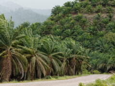 Kenapa Perkebunan Sawit Tidak Bisa Menggantikan Fungsi Hutan? Kenapa Perkebunan Sawit Tidak Bisa Menggantikan Fungsi Hutan (IDN Times)
