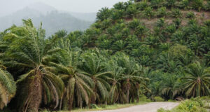 Kenapa Perkebunan Sawit Tidak Bisa Menggantikan Fungsi Hutan? Kenapa Perkebunan Sawit Tidak Bisa Menggantikan Fungsi Hutan (IDN Times)