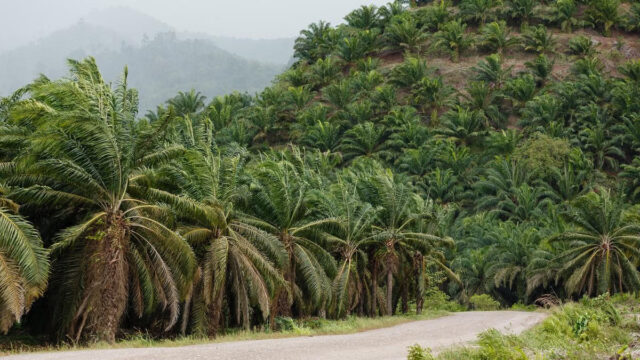 Kenapa Perkebunan Sawit Tidak Bisa Menggantikan Fungsi Hutan (IDN Times)