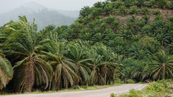 Kenapa Perkebunan Sawit Tidak Bisa Menggantikan Fungsi Hutan? Kenapa Perkebunan Sawit Tidak Bisa Menggantikan Fungsi Hutan (IDN Times)