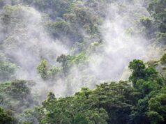 Jangan Sampai Hutan di Papua Ikut Hilang Jangan Sampai Hutan di Papua Ikut Hilang