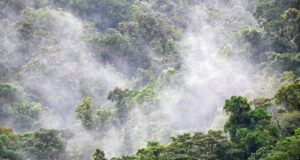 Jangan Sampai Hutan di Papua Ikut Hilang Jangan Sampai Hutan di Papua Ikut Hilang