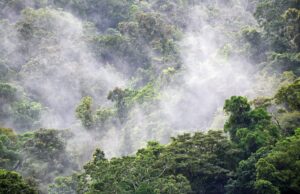 Jangan Sampai Hutan di Papua Ikut Hilang Jangan Sampai Hutan di Papua Ikut Hilang