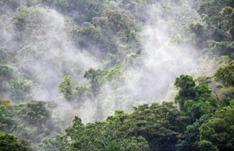 Jangan Sampai Hutan di Papua Ikut Hilang Jangan Sampai Hutan di Papua Ikut Hilang