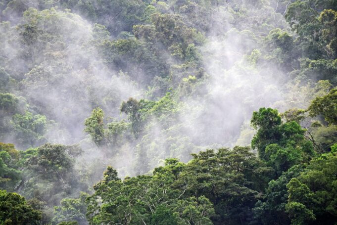 Jangan Sampai Hutan di Papua Ikut Hilang Jangan Sampai Hutan di Papua Ikut Hilang