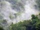 Jangan Sampai Hutan di Papua Ikut Hilang Jangan Sampai Hutan di Papua Ikut Hilang