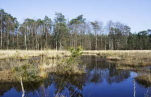 Strategi Pemulihan Ekosistem Lahan Gambut Nasional Strategi Pemulihan Ekosistem Lahan Gambut Nasional