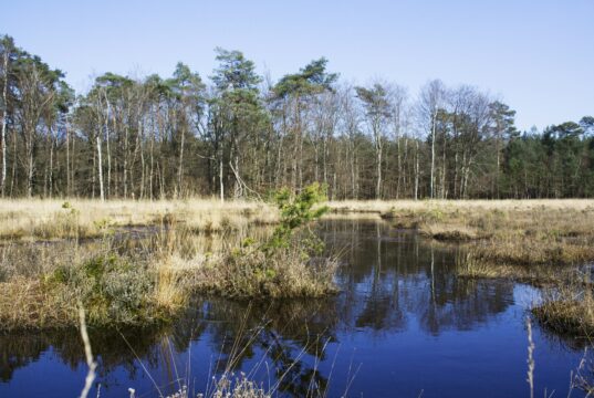 Strategi Pemulihan Ekosistem Lahan Gambut Nasional Strategi Pemulihan Ekosistem Lahan Gambut Nasional