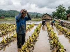 Fenomena Kemarau Basah: Mengapa Hujan Turun di Musim Kering dan Bagaimana Nasib Petani? Fenomena Kemarau Basah (Dok. Istimewa)