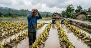 Fenomena Kemarau Basah: Mengapa Hujan Turun di Musim Kering dan Bagaimana Nasib Petani? Fenomena Kemarau Basah (Dok. Istimewa)